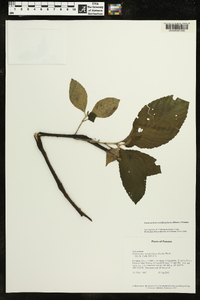 Gasteranthus wendlandianus image
