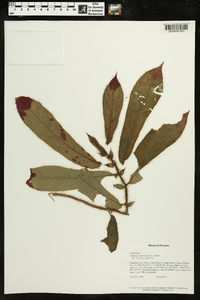 Columnea perpulchra image