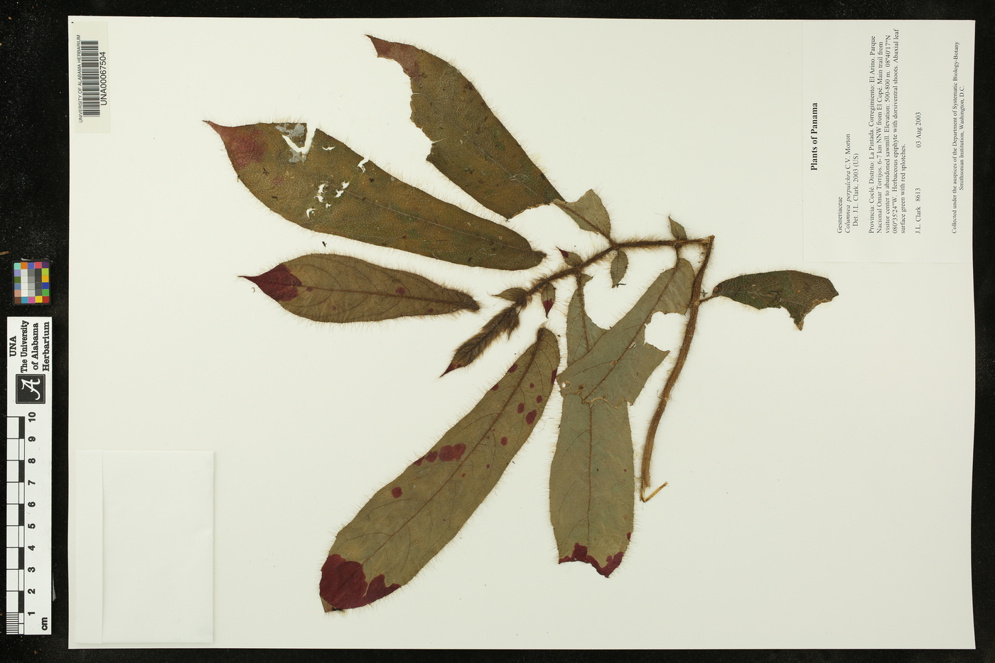 Columnea perpulchra image