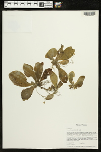 Napeanthus apodemus image