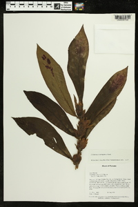 Columnea consanguinea image