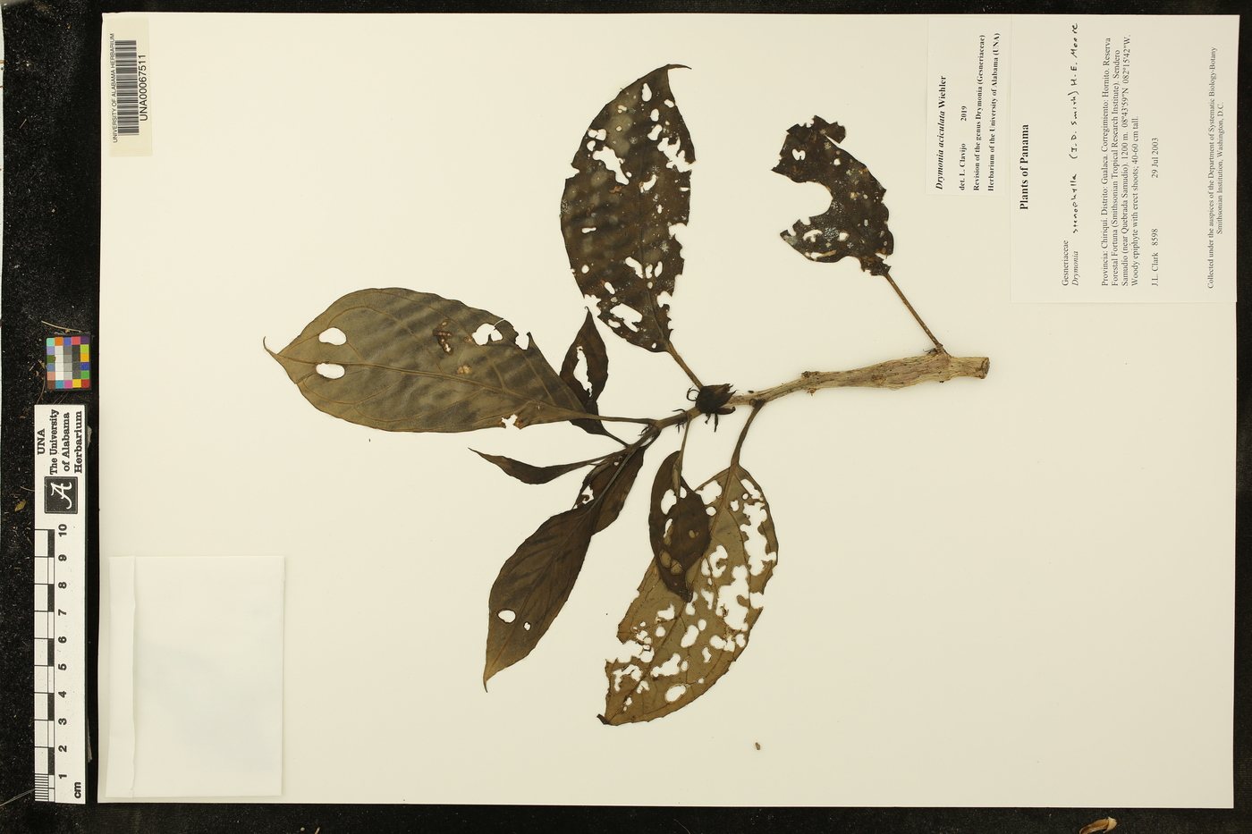 Drymonia aciculata image