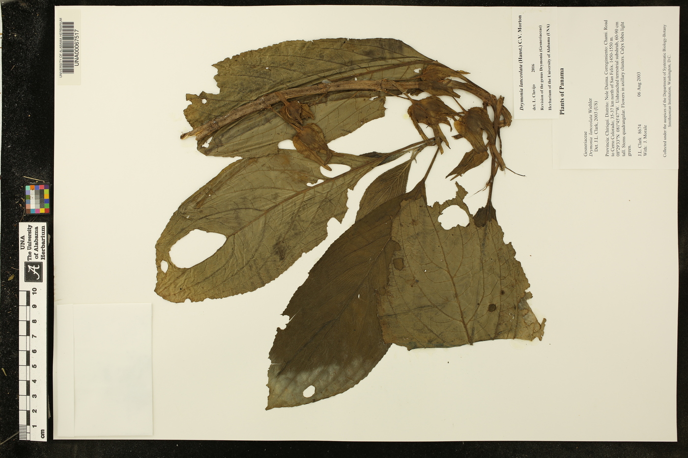 Drymonia lanceolata image