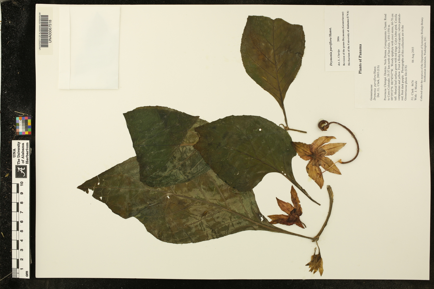 Drymonia parviflora image