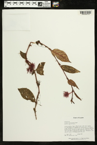 Columnea minor image