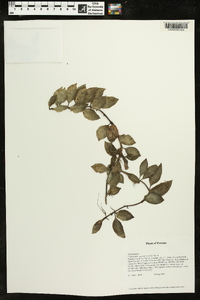 Codonanthe macradenia image