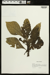 Napeanthus bracteatus image
