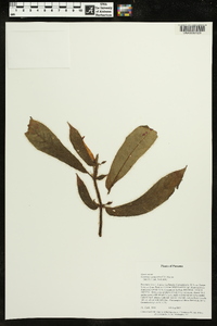 Columnea perpulchra image