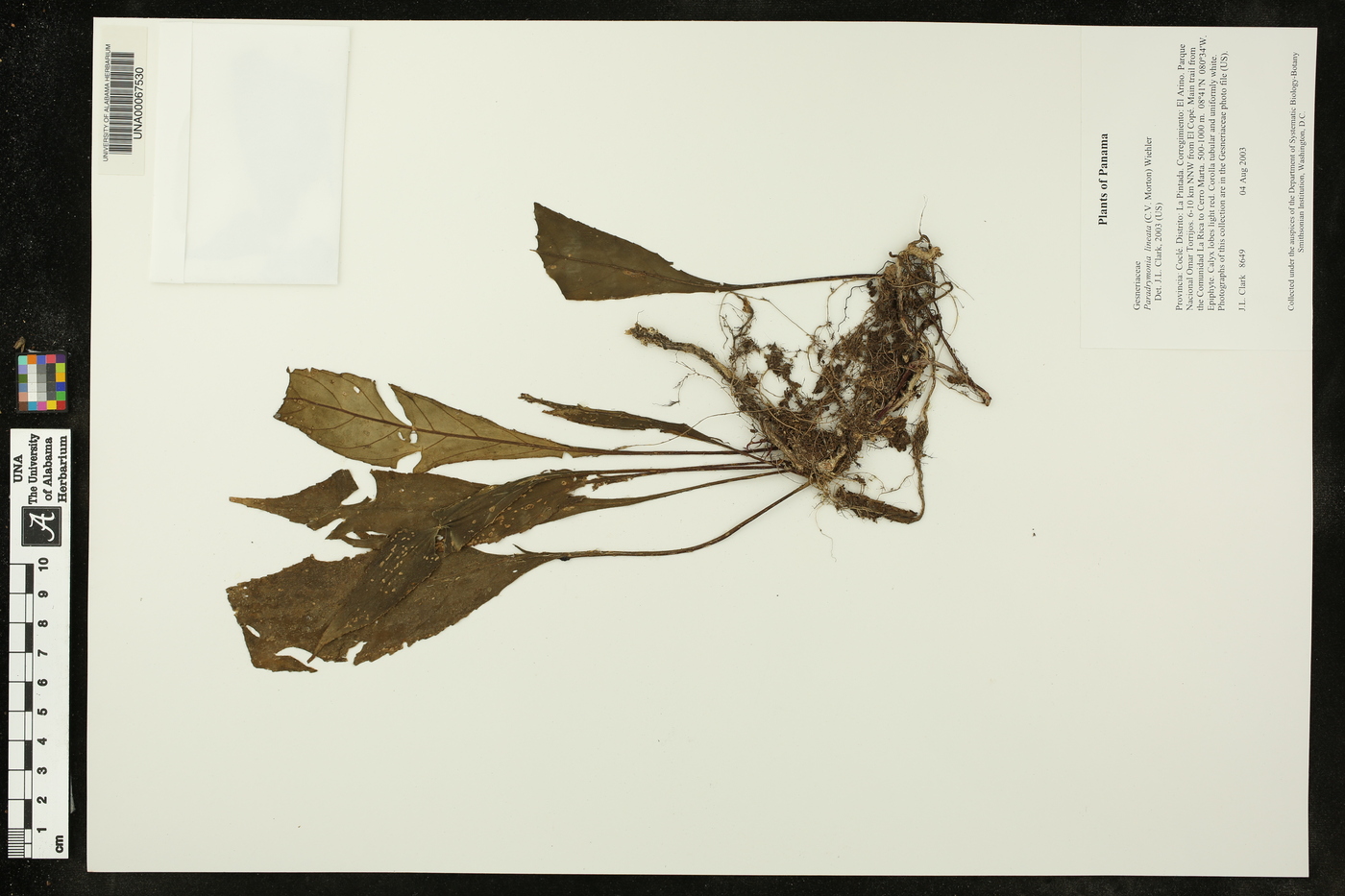 Paradrymonia lineata image
