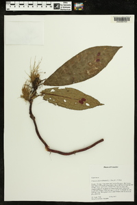 Columnea filifera image