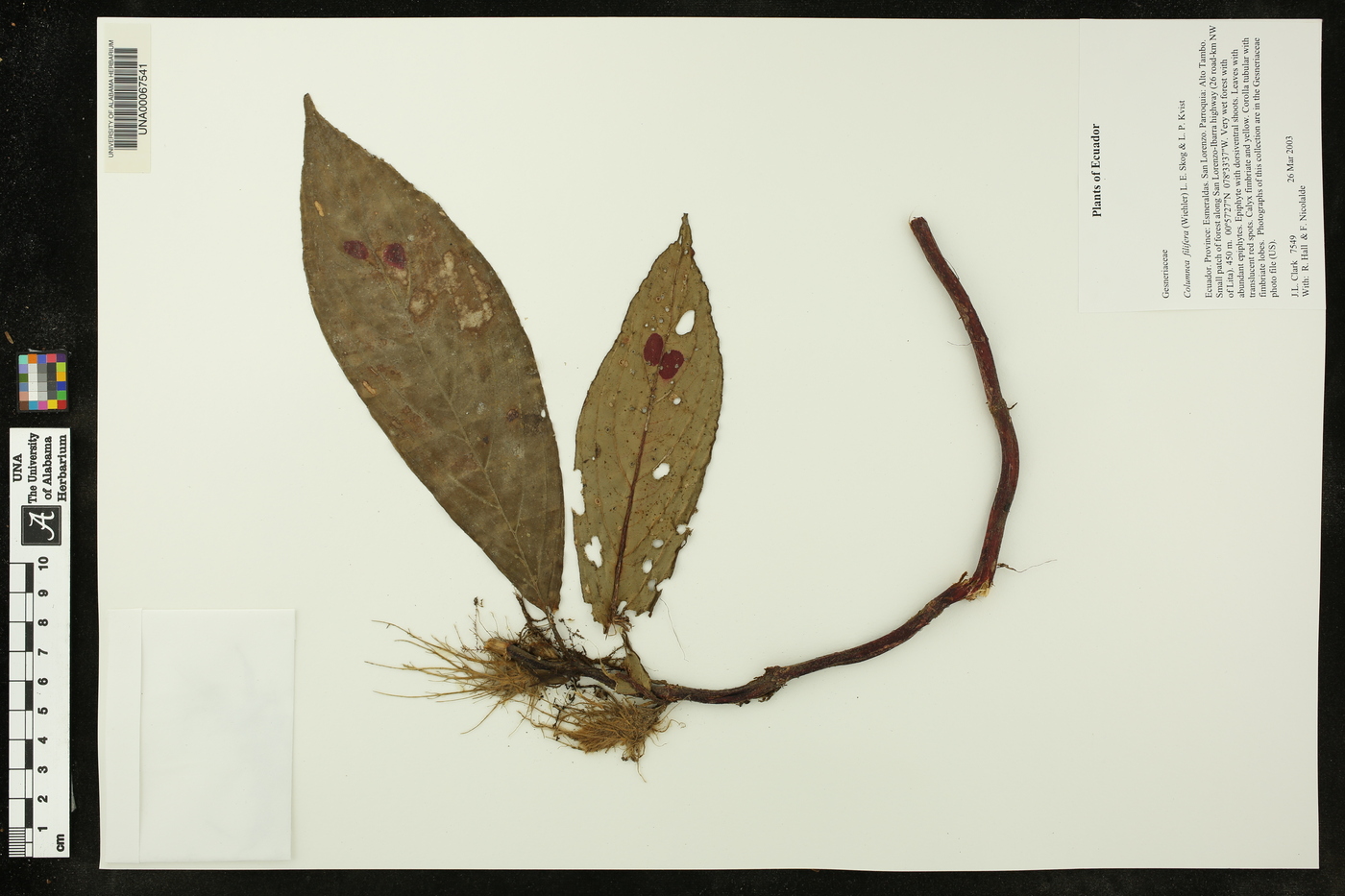 Columnea filifera image