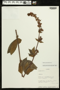 Kohleria spicata image