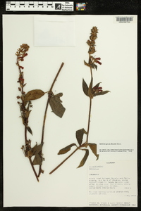 Kohleria spicata image