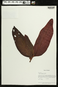 Columnea maculata image
