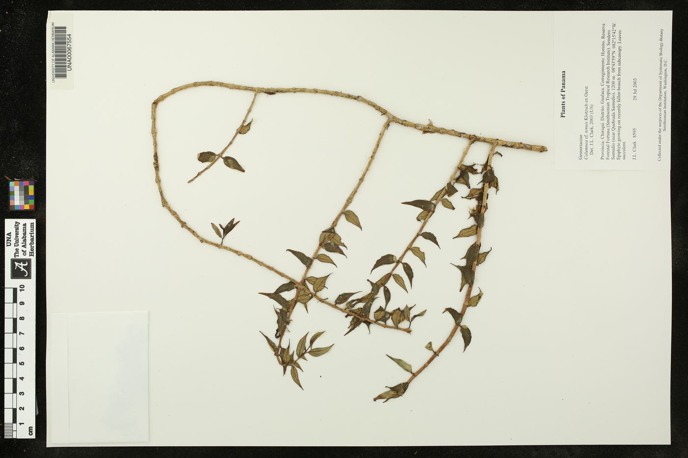 Columnea tenuis image