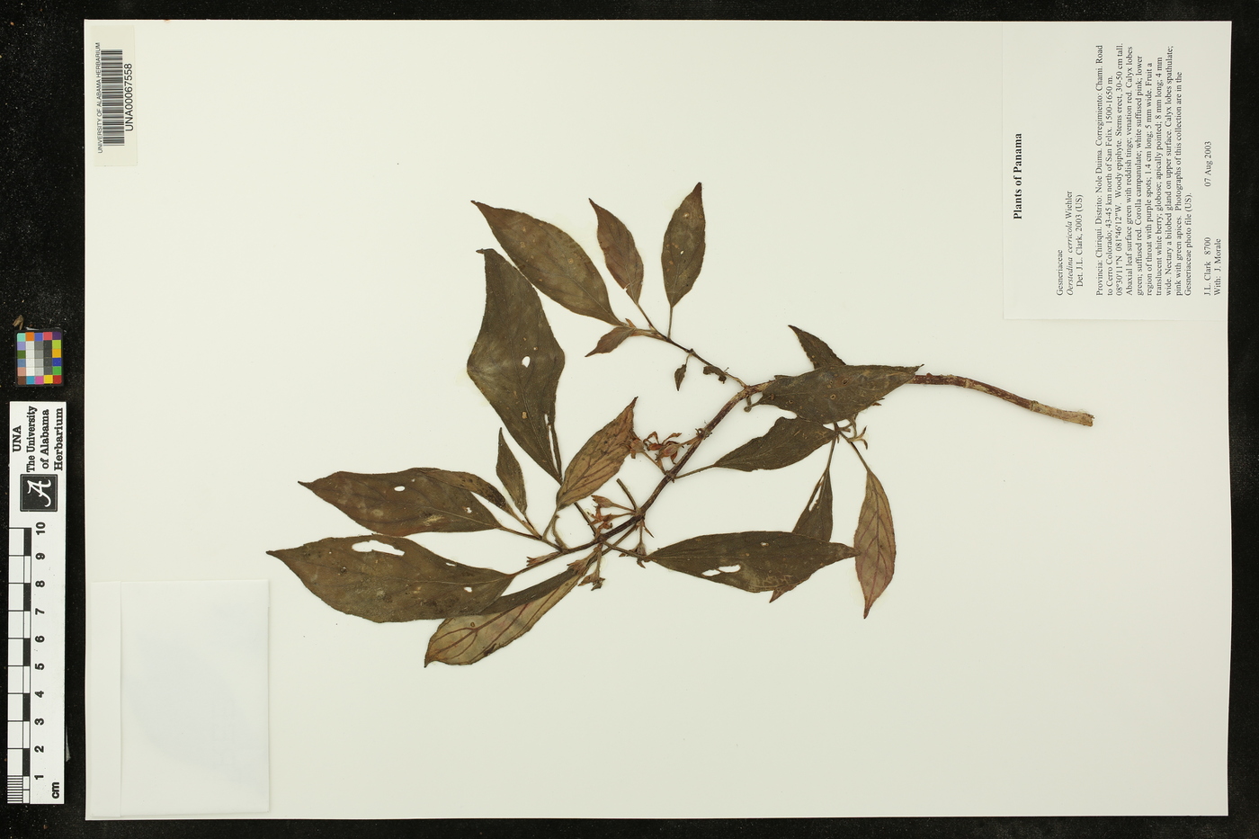 Oerstedina cerricola image