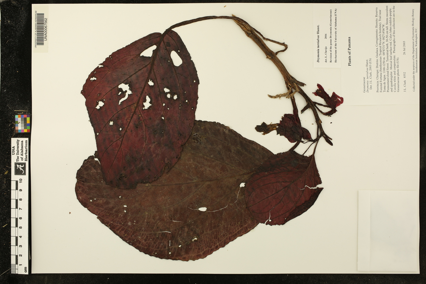 Drymonia turrialvae image