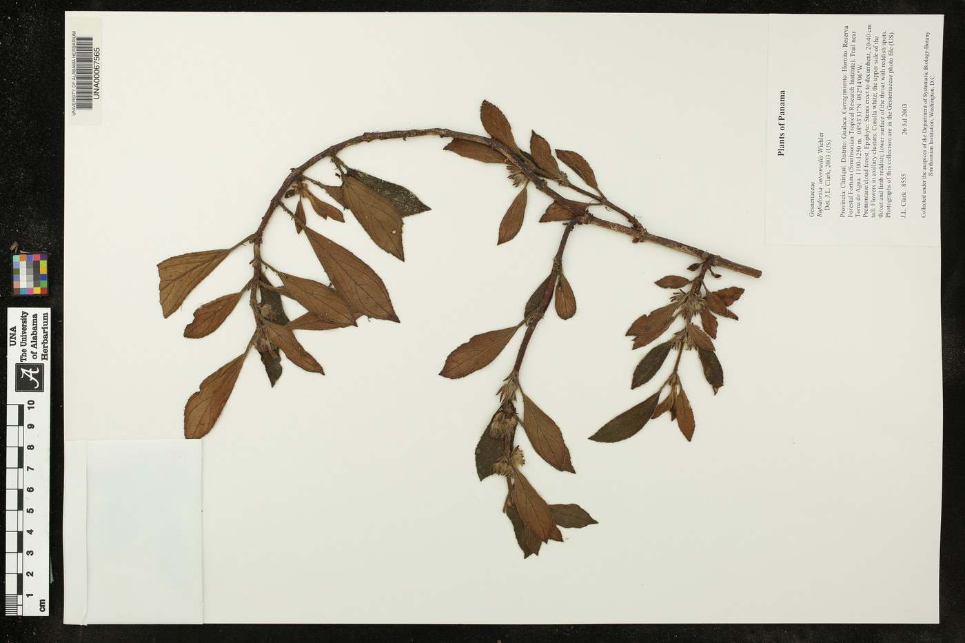 Rufodorsia intermedia image