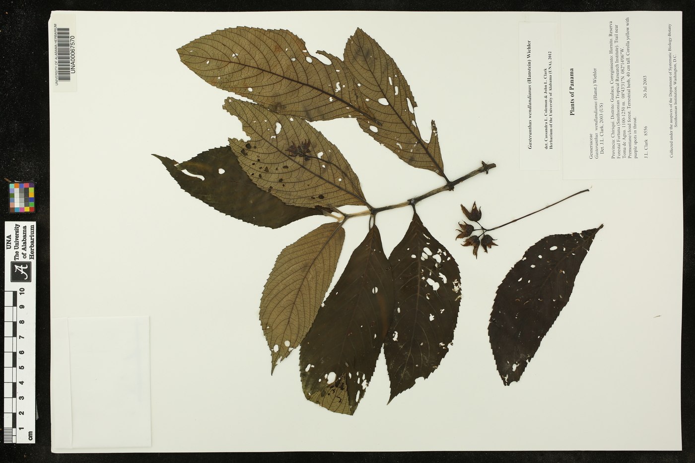 Gasteranthus wendlandianus image