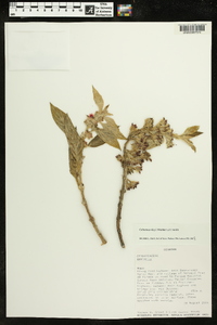 Columnea rileyi image