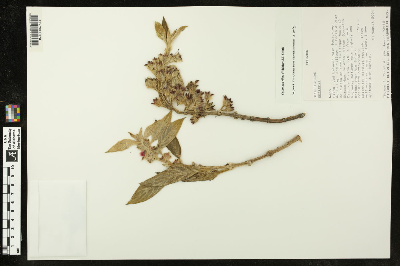 Columnea rileyi image