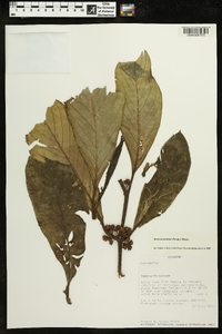 Image of Besleria barbata