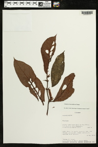 Columnea inaequilatera image