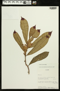 Columnea guttata image