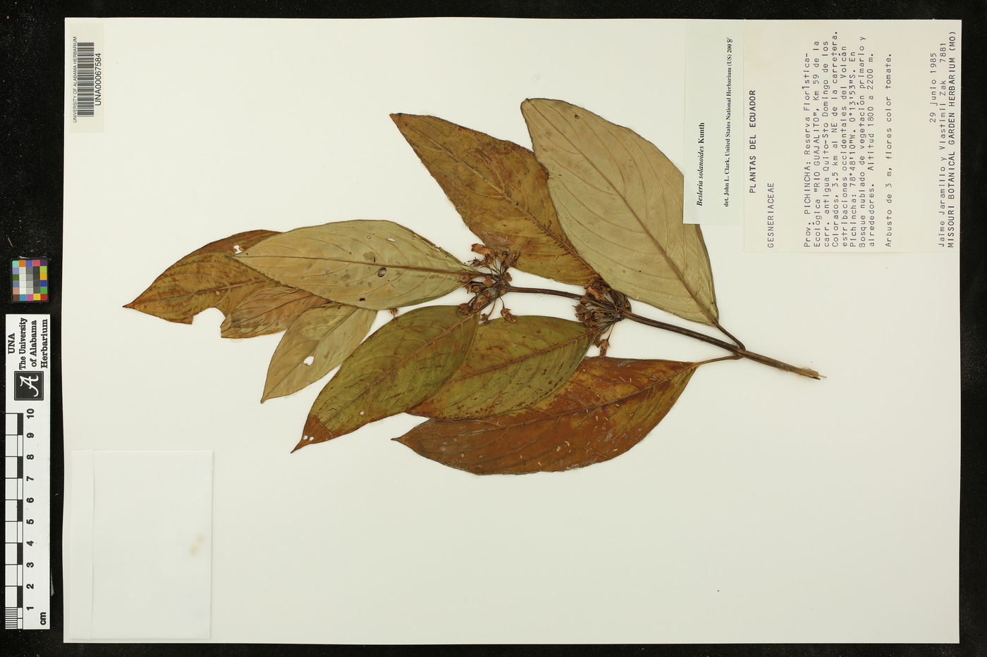 Besleria solanoides var. solanoides image