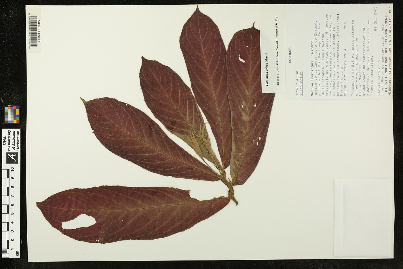 Columnea ericae image