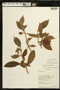 Drymonia hoppii image