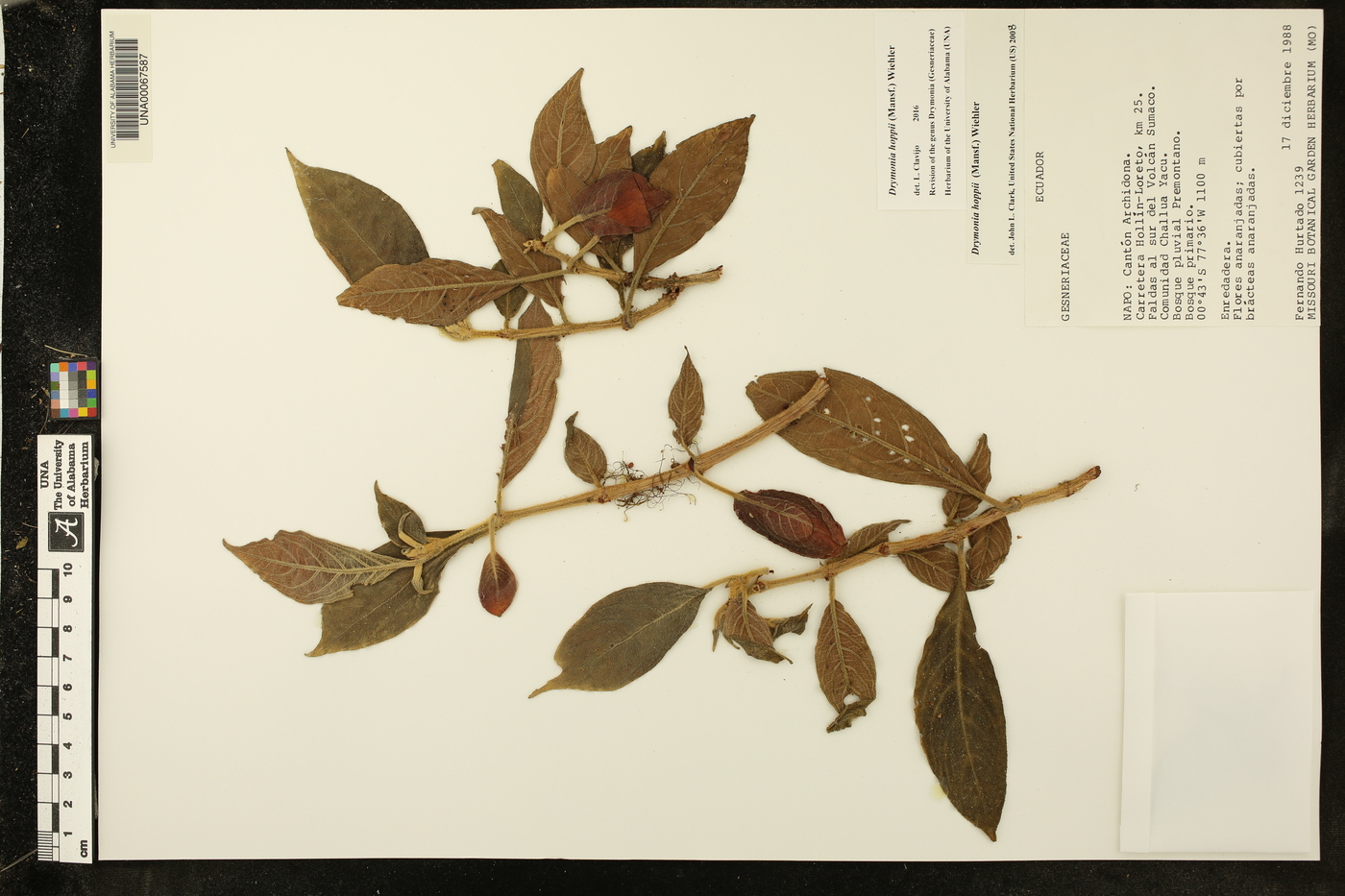 Drymonia hoppii image