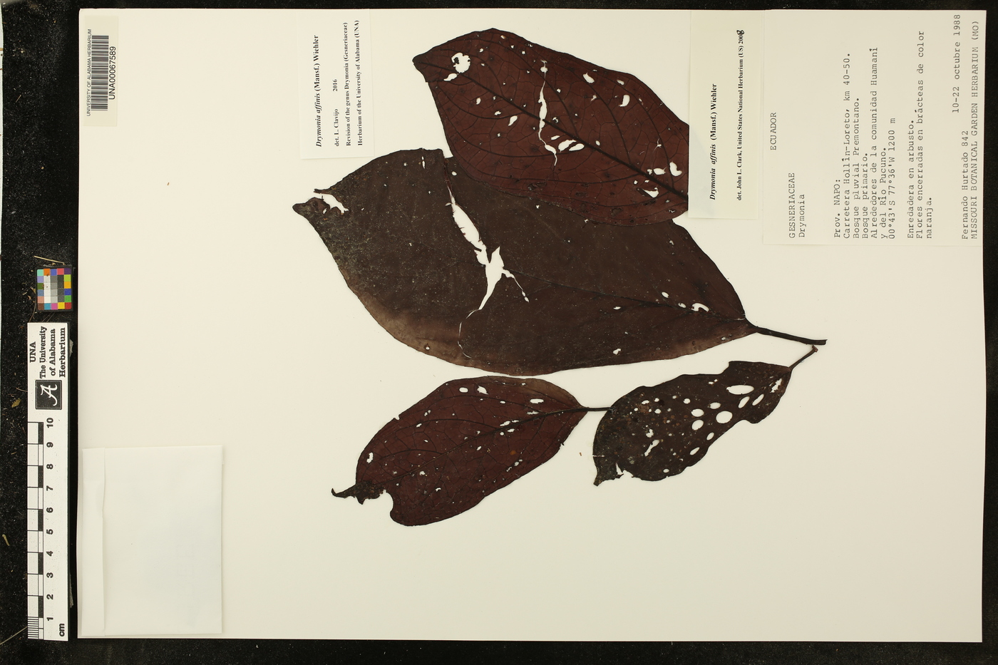 Drymonia affinis image