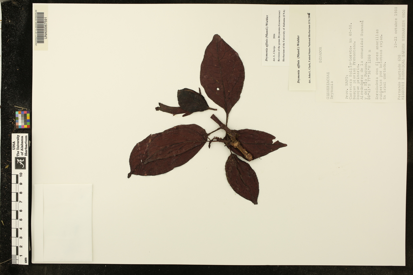 Drymonia affinis image