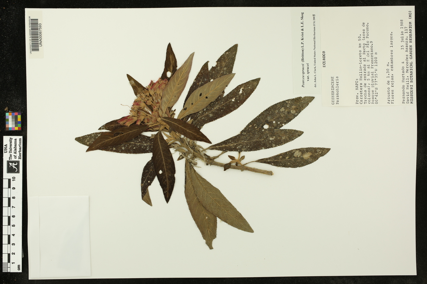 Pearcea sprucei var. sprucei image