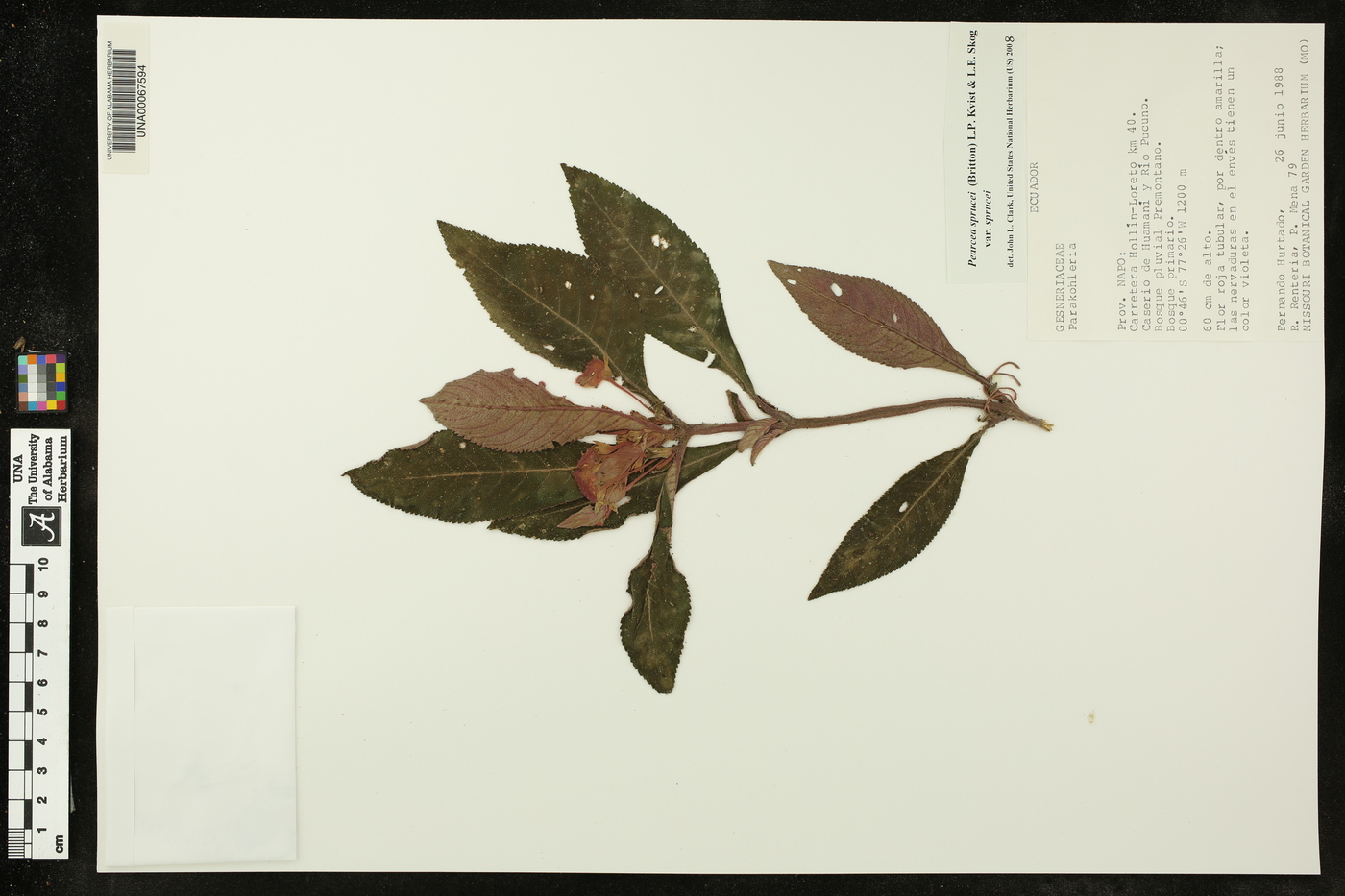 Pearcea sprucei var. sprucei image