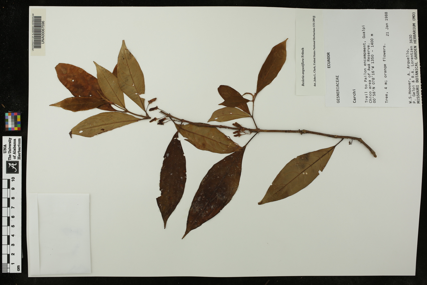 Besleria angustiflora image