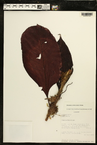 Drymonia coccinea image