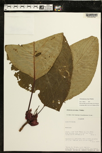 Drymonia urceolata image