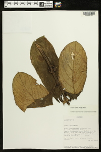 Besleria barbata image