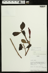 Image of Columnea carinata
