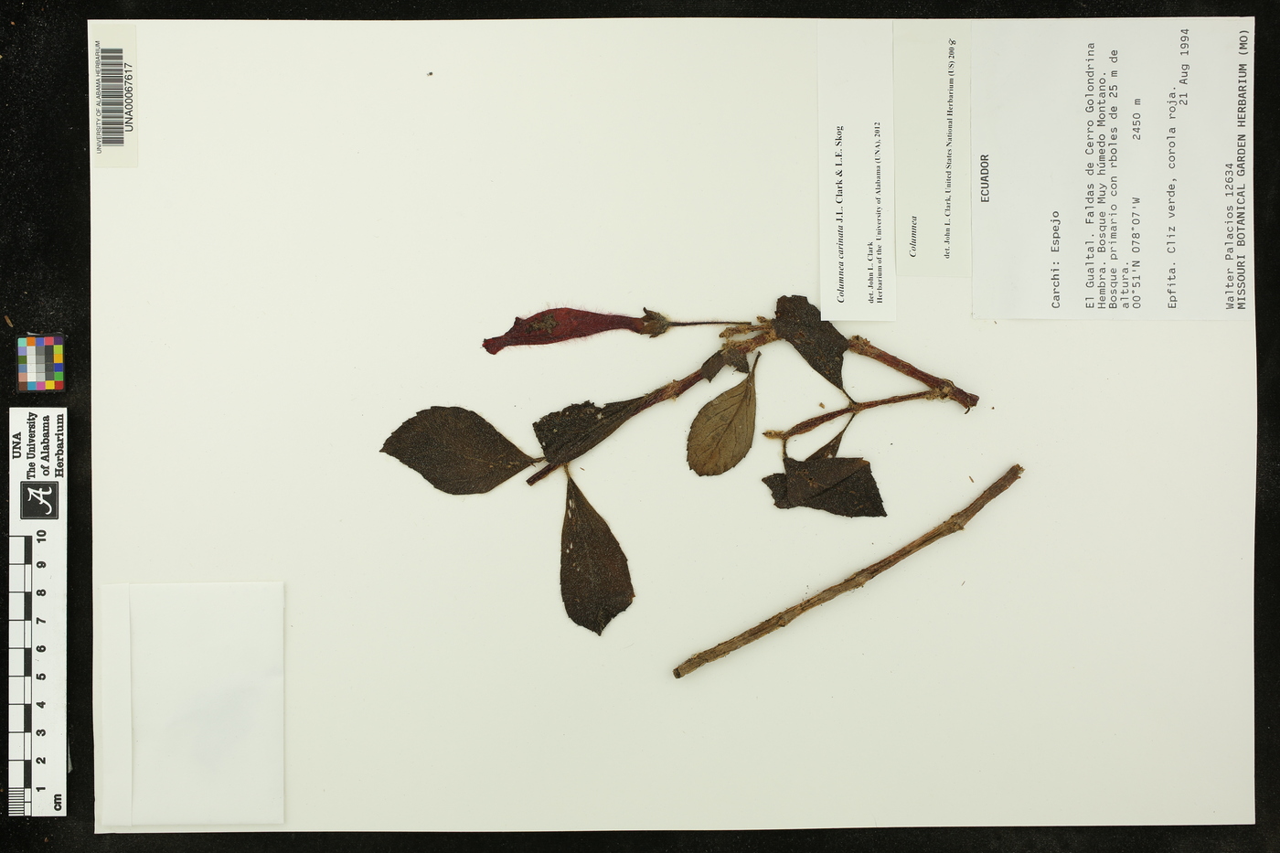Columnea carinata image