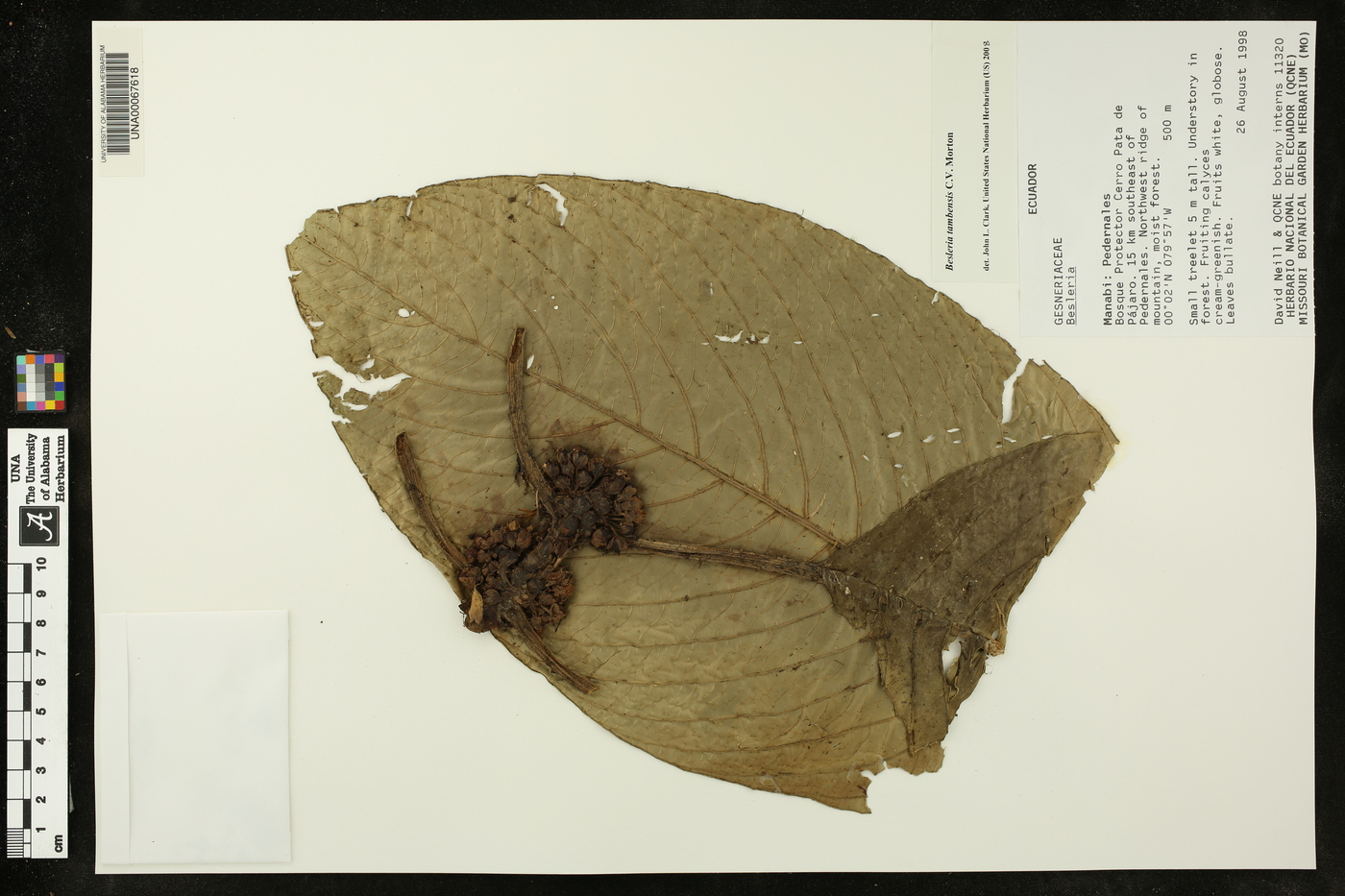 Besleria tambensis image