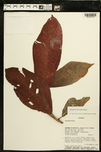 Drymonia coccinea image