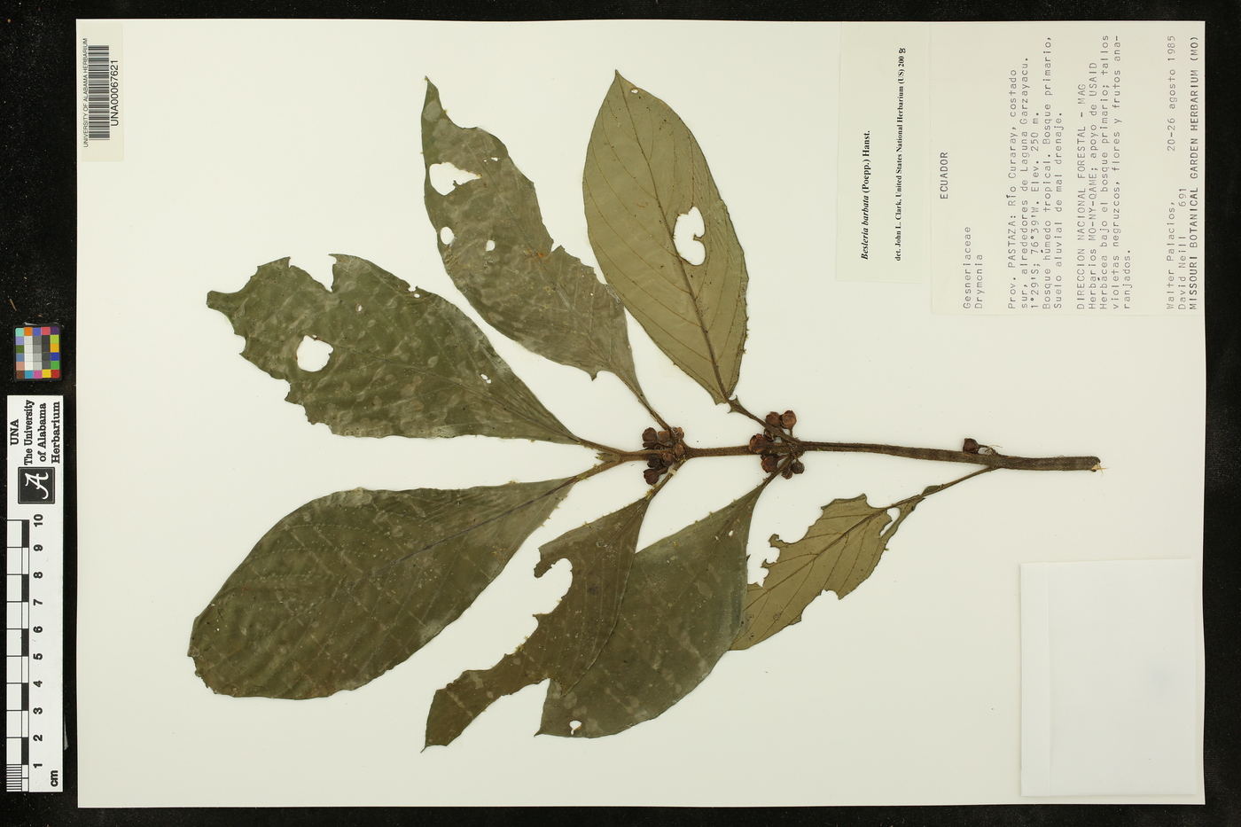Besleria barbata image