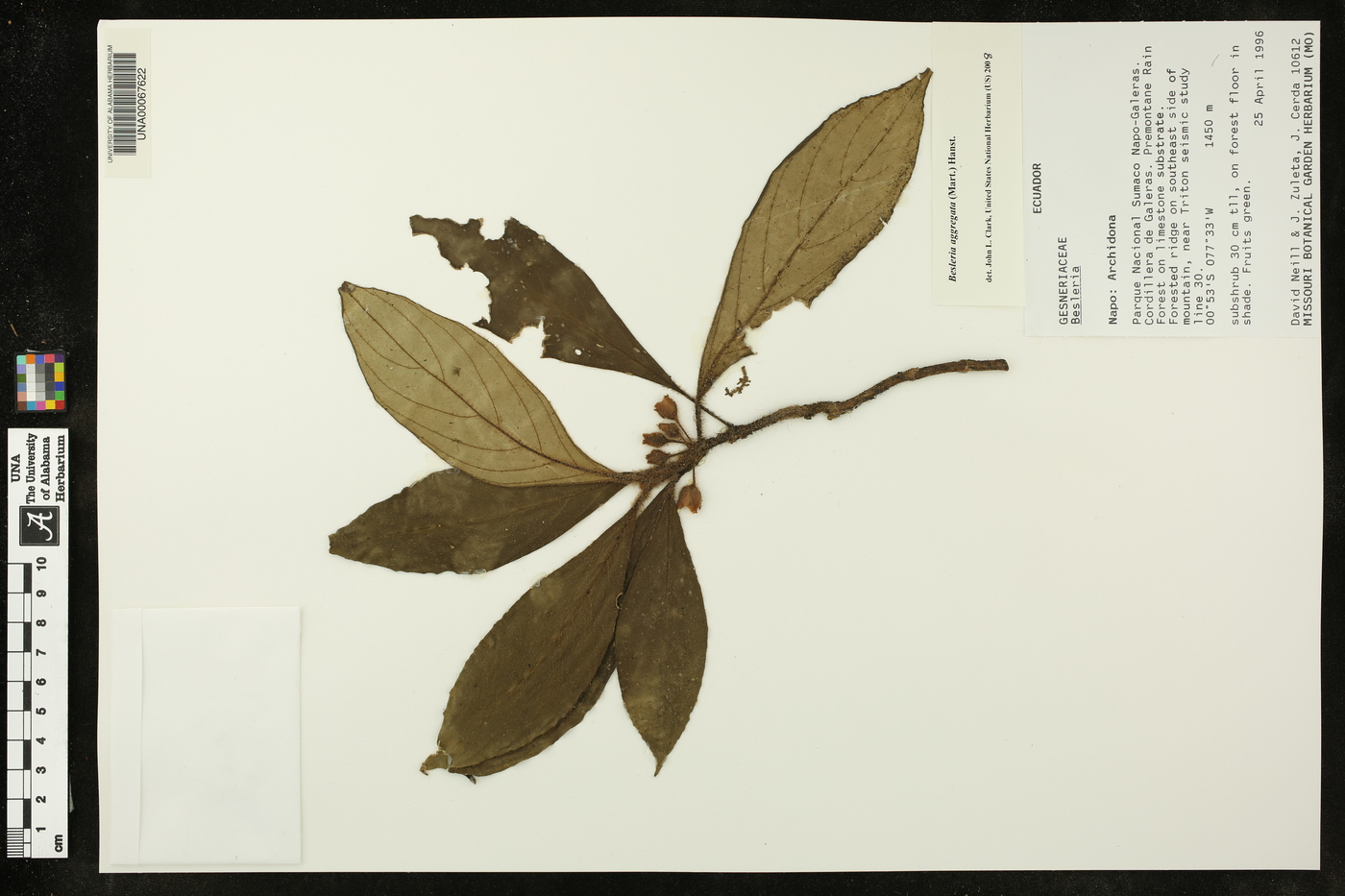 Besleria aggregata var. aggregata image