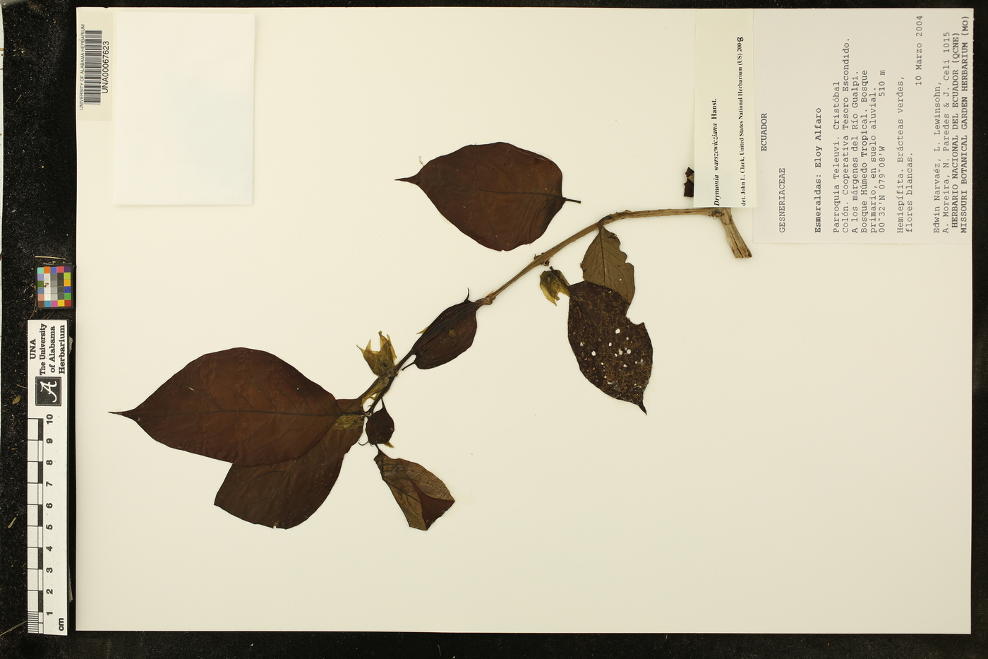 Drymonia warszewicziana image