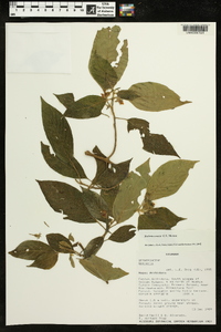 Image of Besleria comosa
