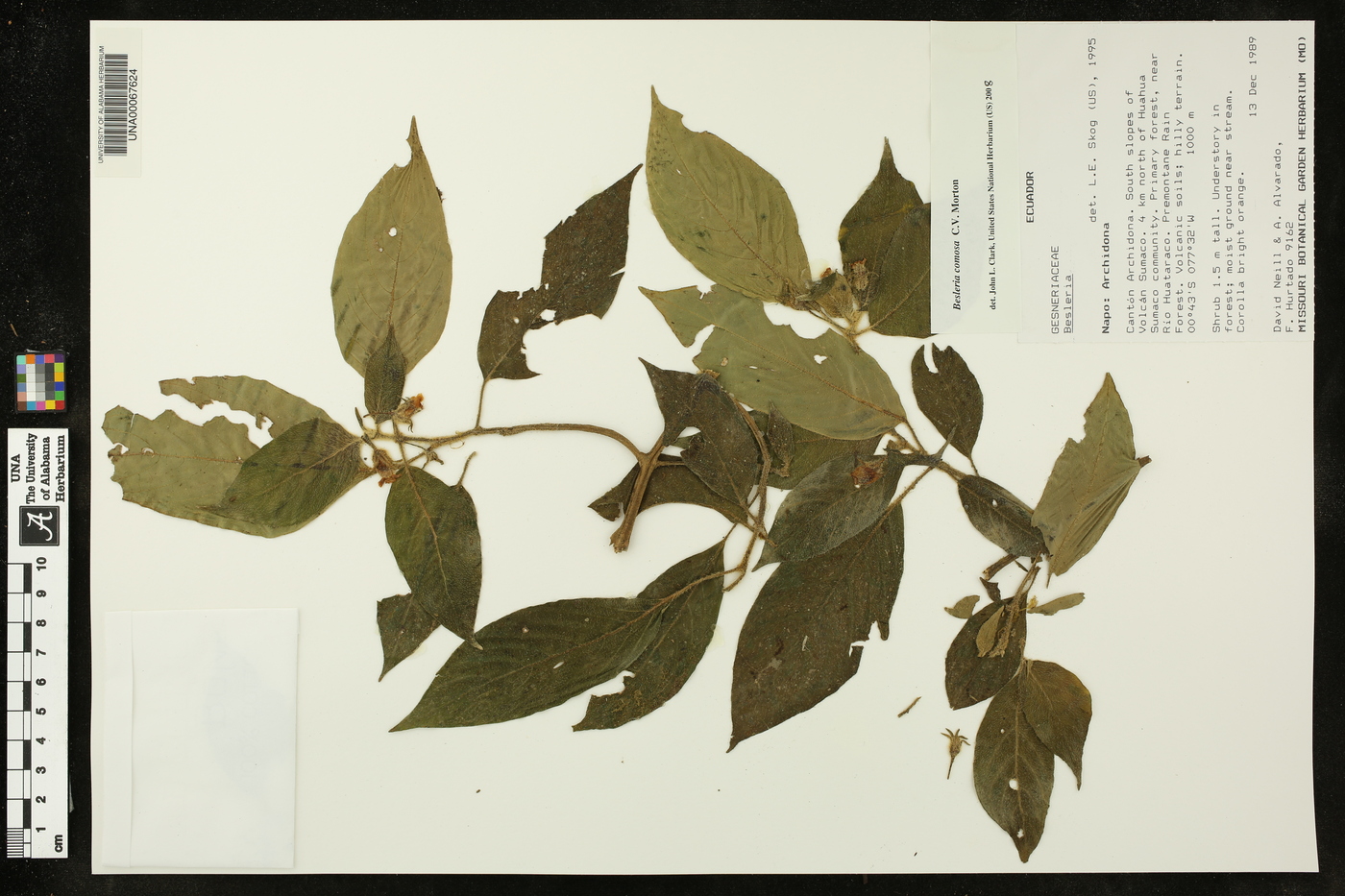 Besleria comosa image