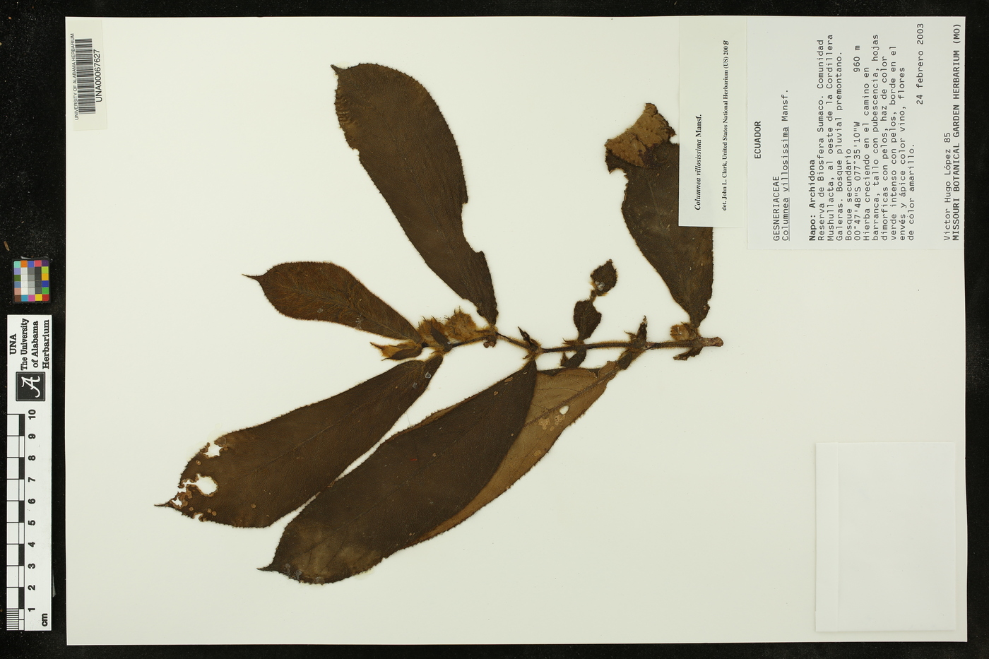 Columnea villosissima image